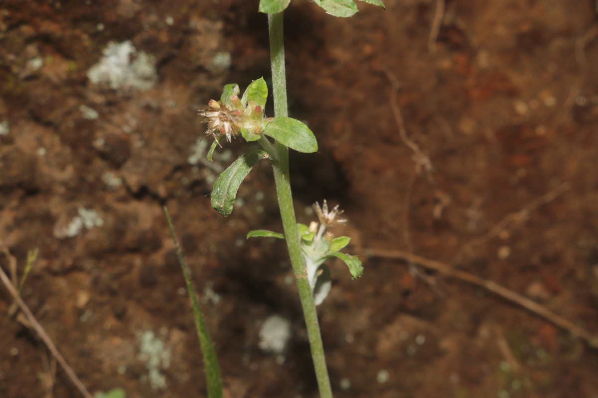 Gamochaeta pensylvanica (Willd.) Cabrera